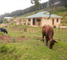 Blommekloof Country Cottages, Mossel Bay