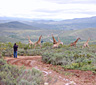 Swartberg Private Game Lodge, Oudtshoorn