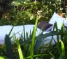 Tranquility B&B, Natures Valley